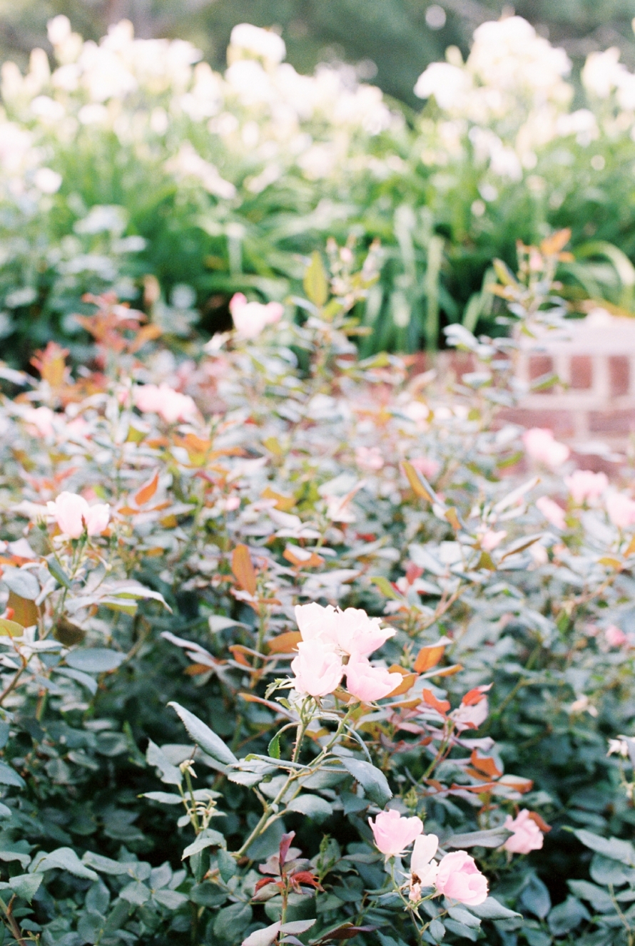 Virginia.Wedding.Photographer_FILM.Wedding.Photographer_ENGAGEMENT.PICTURES.ANNIVERSARY.SESSION_014